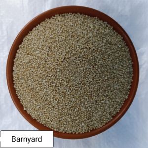 Barnyard Millet