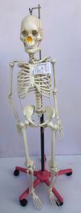 Human Biological Model