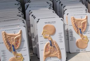 Human Biological Model