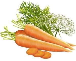 Carrot Seed Oil