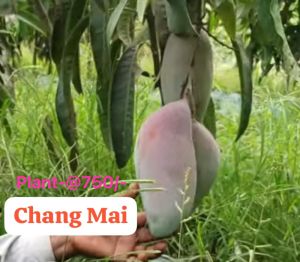Chang Mai Mango Plant
