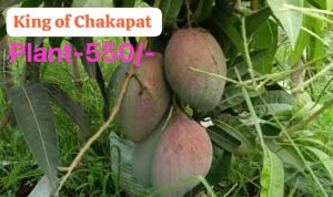 King of Chakapat Mango Plant
