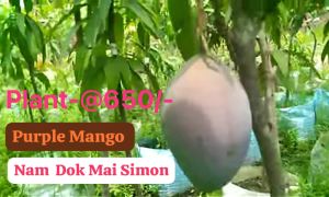 Nam Dok Mai Simon Mango Plant