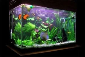 Large Aquarium Tank