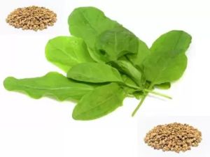 Spinach Seeds