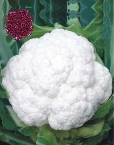 Cauliflower Seeds