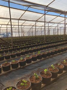 Heavy Duty A19 Raspberries Plantation Plastic Pot