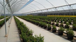 Heavy Duty A19 Raspberries Plantation Plastic Pot
