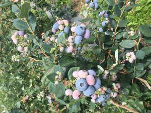 Heavy Duty B24 Blueberries Plantation Plastic Pot
