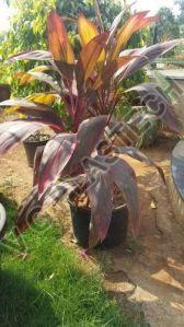 Heavy Duty 7 Gallon Plastic Flower Pot