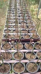 Heavy Duty 300cc Single Cell Root Trainer