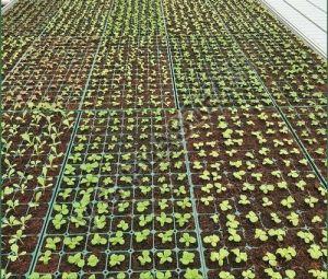 Heavy Duty 112 Cell Seedling Tray
