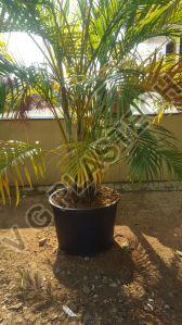 Heavy Duty 30 Liter Plastic Tree Pot
