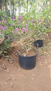 Heavy Duty 30 Liter Plastic Tree Pot