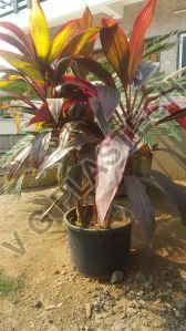 Heavy Duty 30 Liter Plastic Tree Pot
