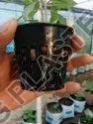 Heavy Duty 3 Inch Plastic Net Pot