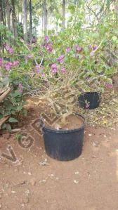 Heavy Duty 7 Gallon Plastic Flower Pot