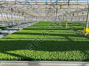 Heavy Duty 112 Cell Seedling Tray
