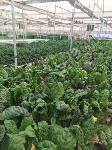 Heavy Duty 3 Inch Plastic Net Pot