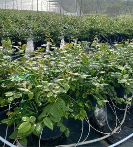 Heavy Duty B24 Blueberries Plantation Plastic Pot