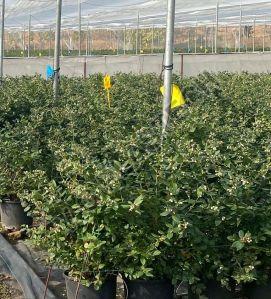 Heavy Duty B24 Blueberries Plantation Plastic Pot