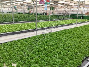 Hydroponic Unbreakable Net Pot