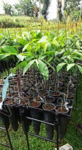 Reusable Plastic Root Trainer