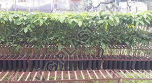 Reusable Plastic Root Trainer
