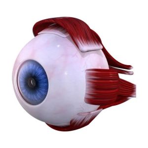 Biological Eyes Model