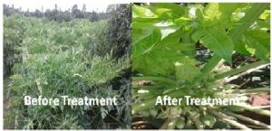 Plant Virus Control Chemical