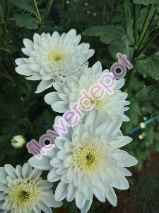 chrysanthemums flower