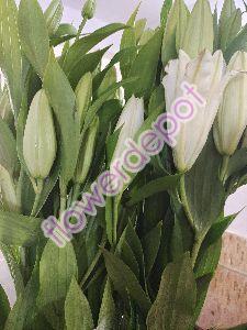 Fresh Oriental Lily Flowers