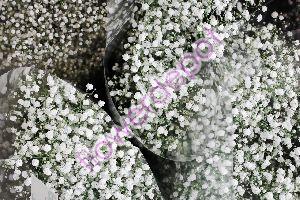 Gypsophila Flower