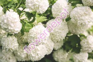 Hydrangea flowering plants