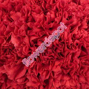 Fresh Carnation Flowers