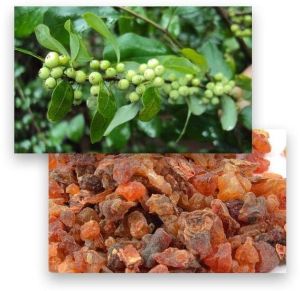 Commiphora Mukul Extracts