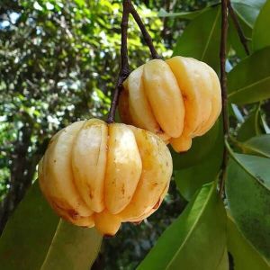 Garcinia Cambogia Extracts