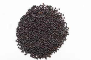 Black Mustard Seeds