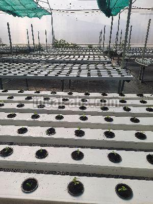 Hydroponic System With Poly House