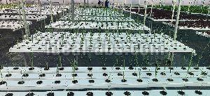 Hydroponic System With Poly House