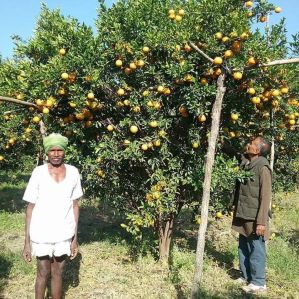 orange nagpur plant