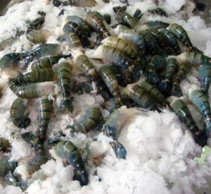 Frozen HLSO Fresh Water Scampi Shrimps