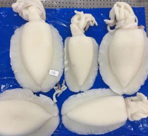 Frozen Whole Cleaned Cuttlefish