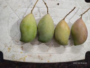 Totapuri Mangoes Organic