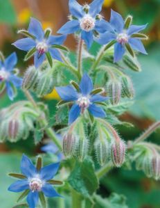 Borage Oil