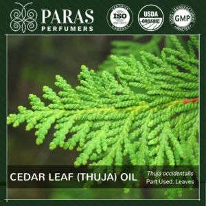 cedar leaf