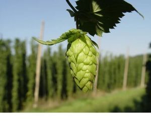 Hops Flower Extract