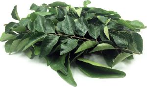 Fresh Curry Leaves