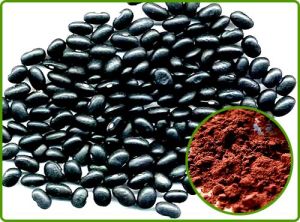 Black Bean Extract