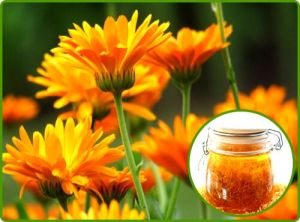 Calendula Oil